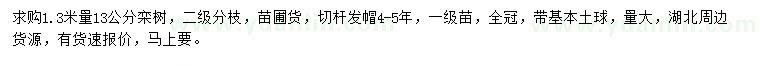 求購1.3米量13公分欒樹
