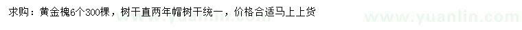 求購6公分黃金槐
