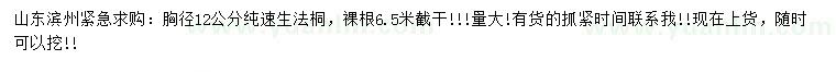 求購胸徑12公分速生法桐
