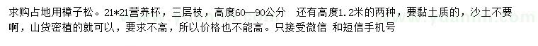 求購高1.2米樟子松