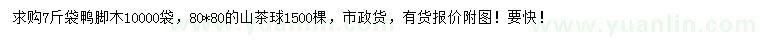 求購(gòu)鴨腳木、80公分山茶球