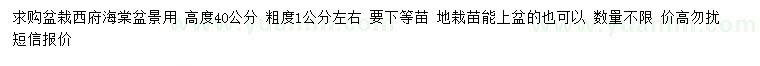 求購高40公分盆栽西府海棠