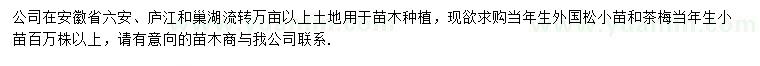 求購(gòu)?fù)鈬?guó)松小苗、茶梅當(dāng)年生小苗