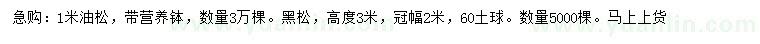 求購1米油松、高3米黑松