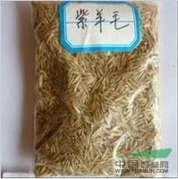 紫羊茅種子圖片\紫羊茅種子報(bào)價(jià)