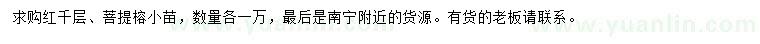 求購紅千層、菩提榕小苗