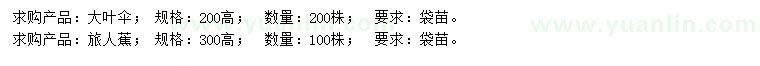 求購高200公分大葉傘、300公分旅人蕉