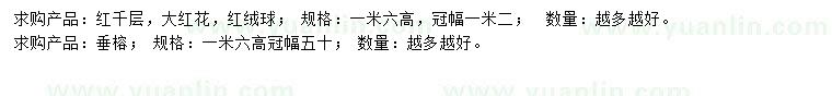求購紅千層、大紅花、紅絨球等