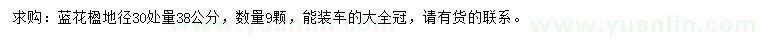 求購30處量38公分藍花楹
