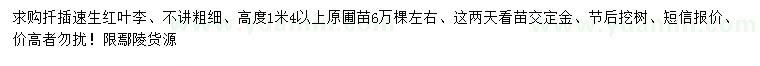 求購高1.4米以上扦插速生紅葉李