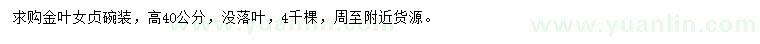 求購高40公分金葉女貞