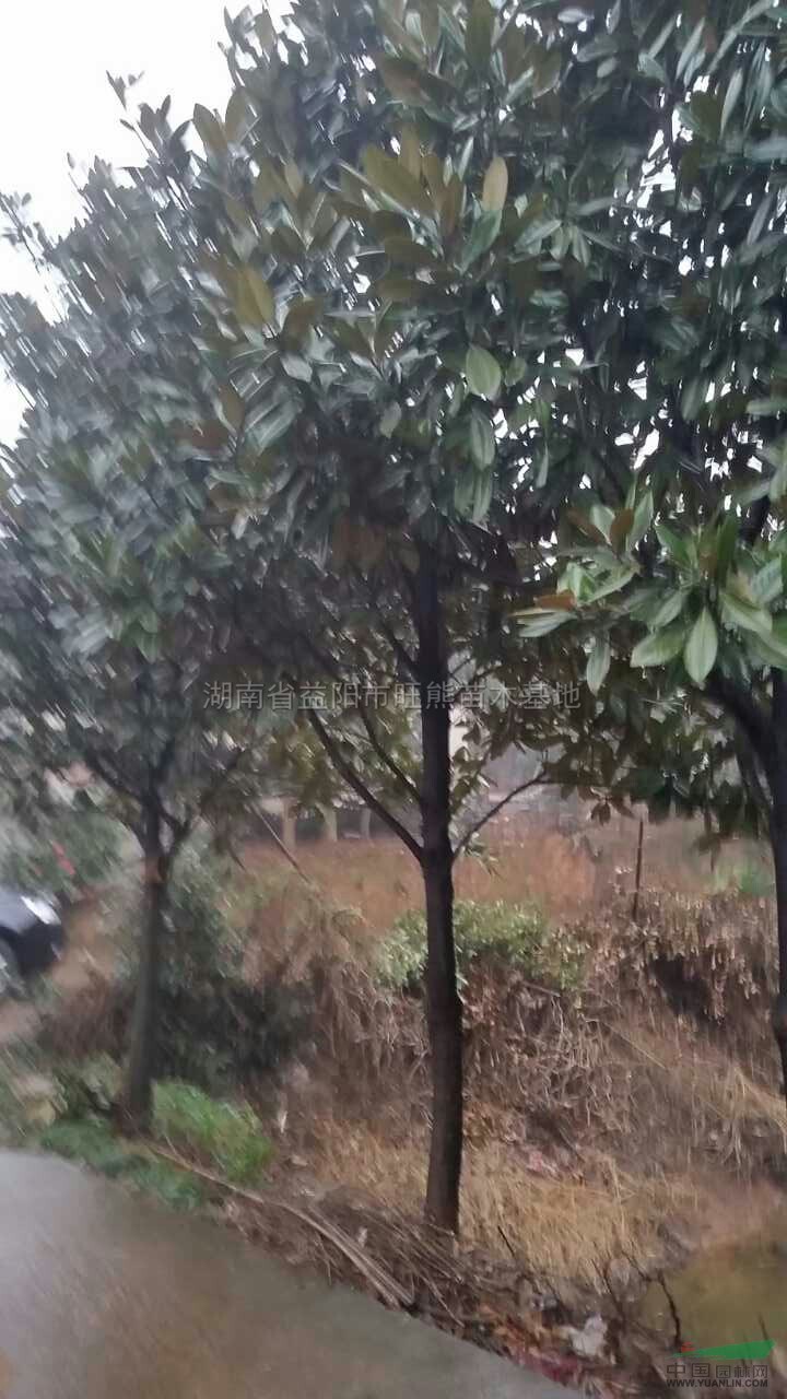 廣玉蘭行情報價廣玉蘭圖片展示