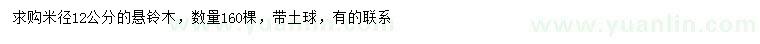 求購米徑12公分懸鈴木