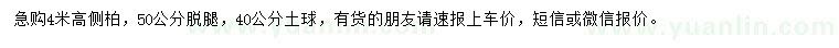 求購高4米側柏