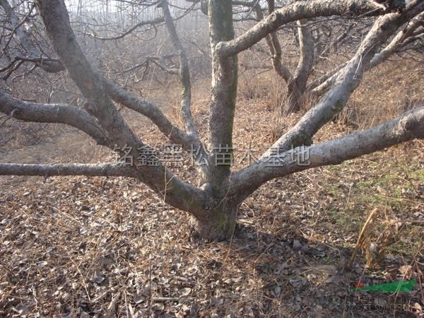 山東30公分蘋果樹