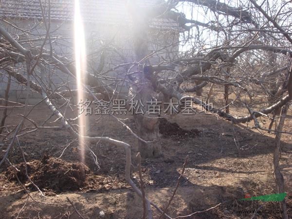 35公分蘋果樹圖片\35公分蘋果樹報價