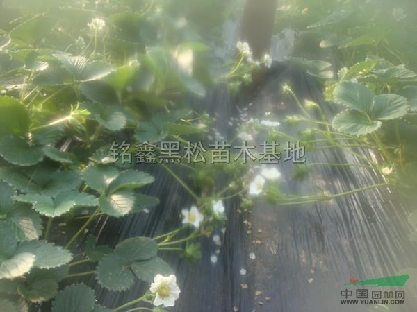 山東草莓苗