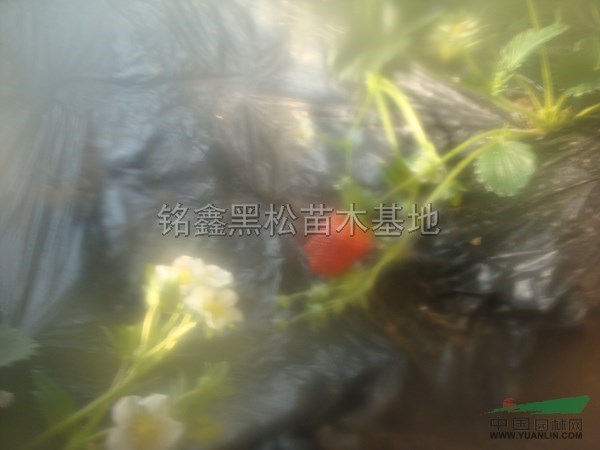 山東草莓苗