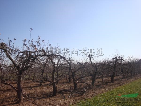蘋果樹行情報(bào)價(jià)\蘋果樹圖片展示
