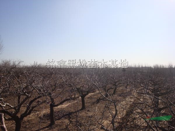 山楂樹2供應(yīng)/山楂樹2圖片