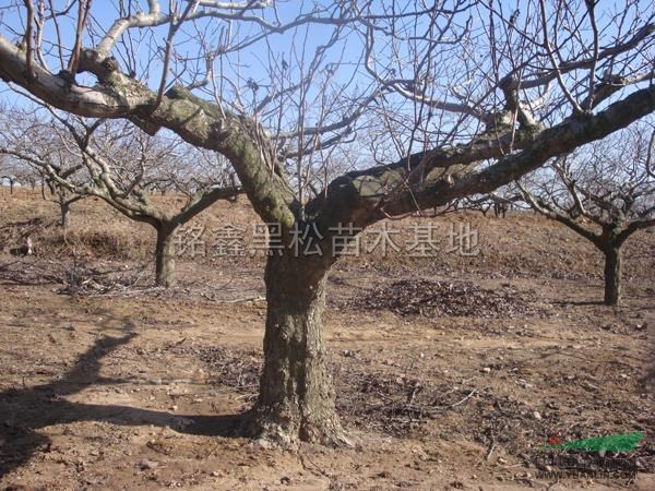 山楂樹3最新價格/山楂樹3報價
