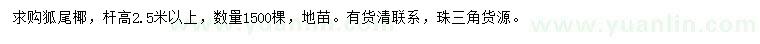 求購(gòu)高2.5米以上狐尾椰