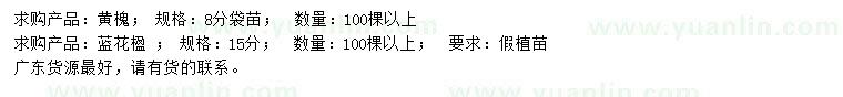 求購8公分黃槐、15公分藍(lán)花楹