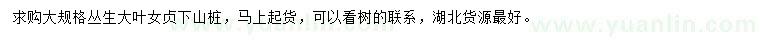 求購叢生大葉女貞下山樁