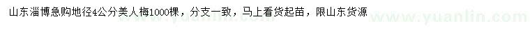 求購地徑4公分美人梅