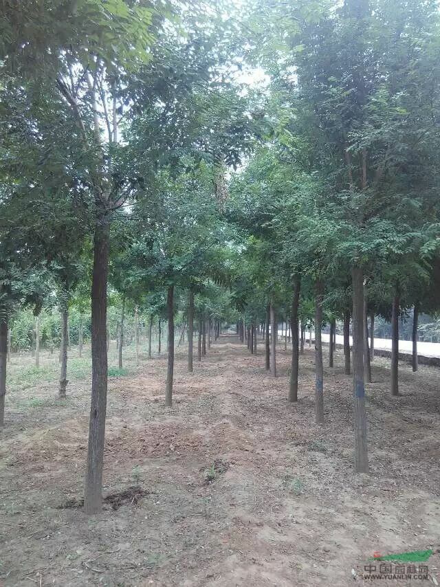 山東最大的國槐苗木基地 提供國槐苗木價格