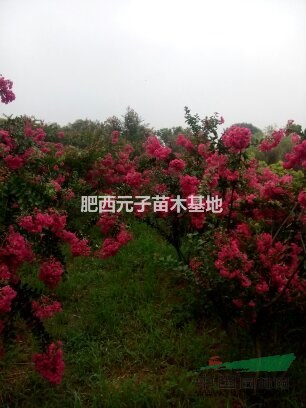 玫瑰紅紫薇
