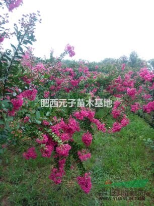 玫瑰紅紫薇