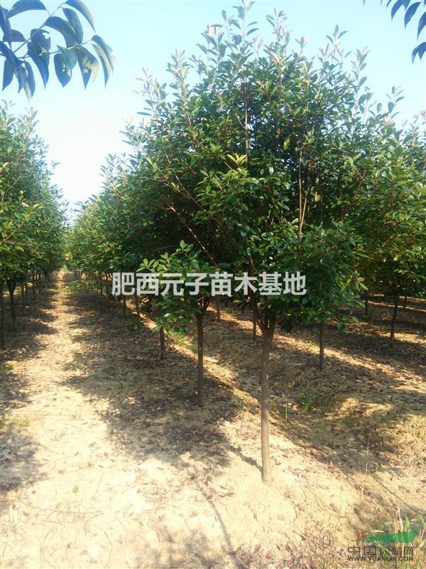 高桿紅葉石楠1.5以上分支。