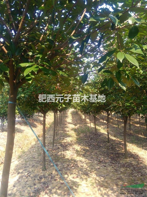 高桿紅葉石楠1.5以上分支。