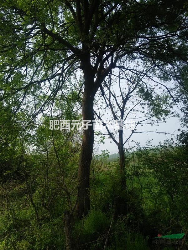 拐棗、榔榆、濕地松價格。