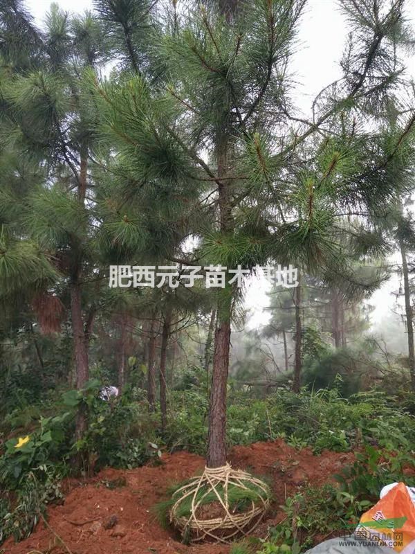 拐棗、榔榆、濕地松價格。