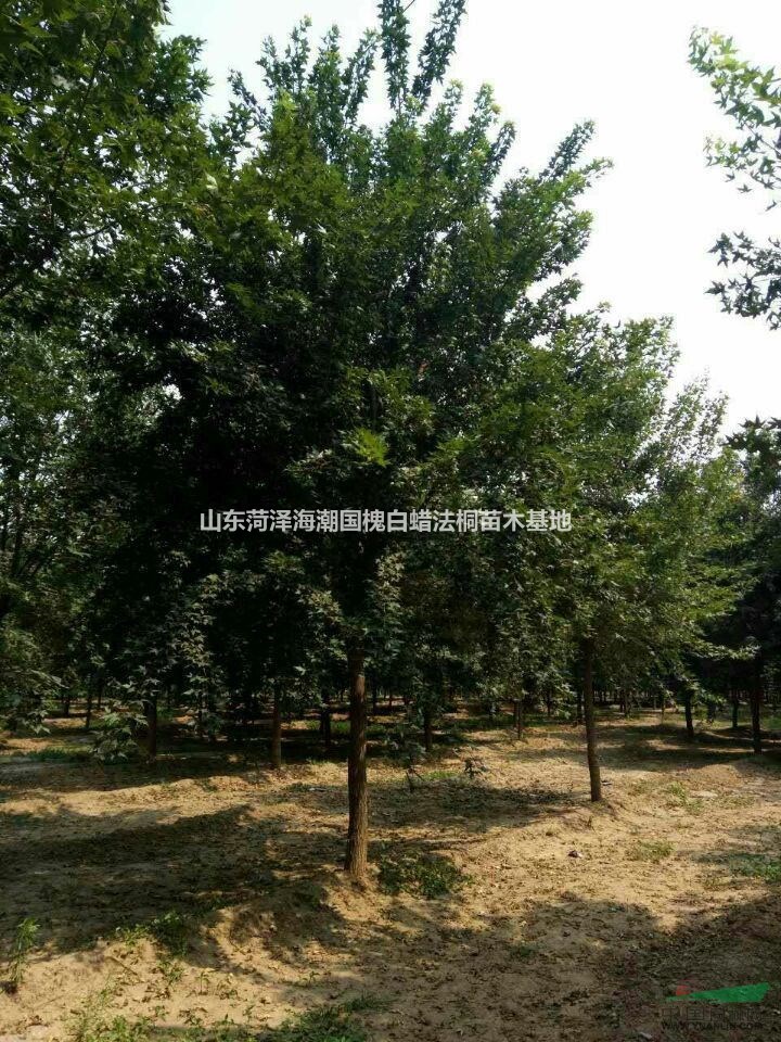 可供淮南白蠟基地淮南白蠟苗圃淮南白蠟價(jià)格