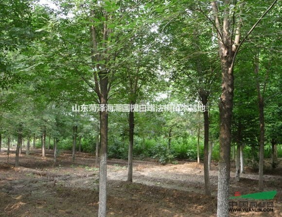 可供淮南白蠟基地淮南白蠟苗圃淮南白蠟價(jià)格