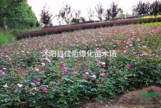   豐花月季 豐花月季苗豐花月季苗園林綠化小區(qū)綠化