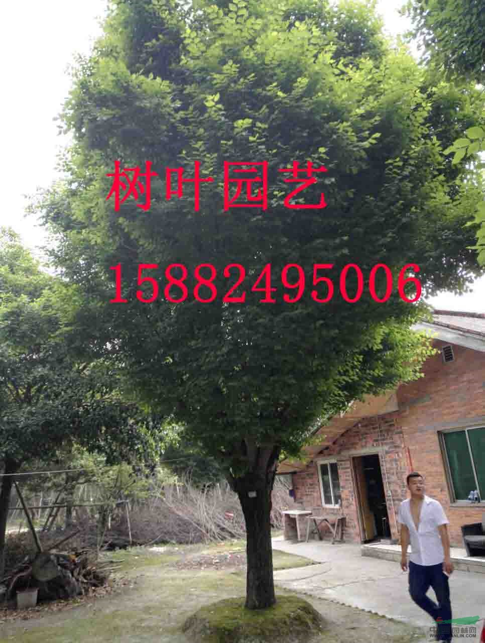 哈斯榆，哈斯榆熟貨