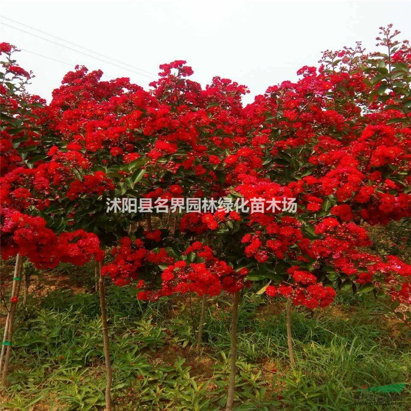 紅火箭紫薇1行情報(bào)價(jià)\紅火箭紫薇1圖片展示