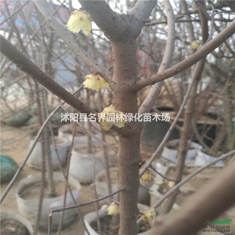 供應(yīng)臘梅