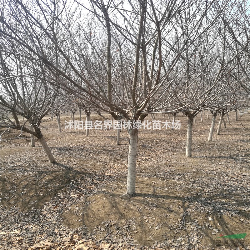 供應(yīng)晚櫻