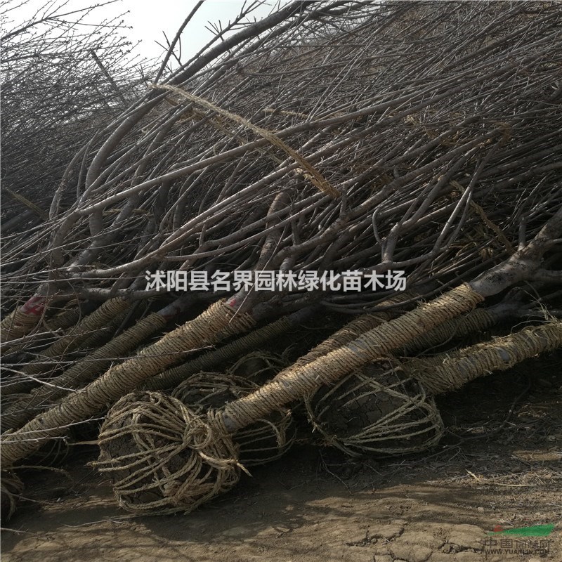 供應(yīng)晚櫻