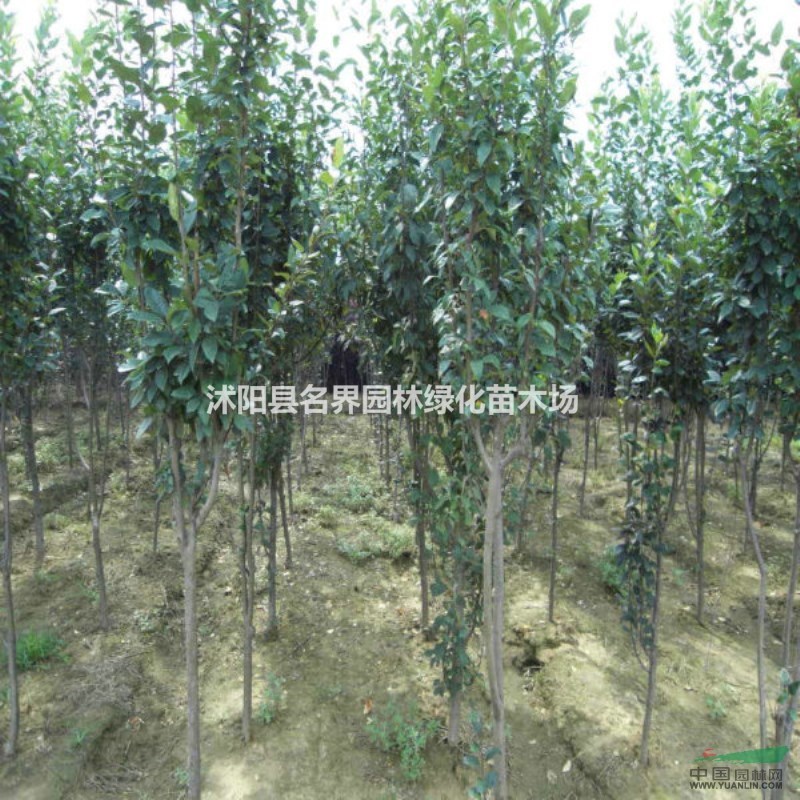 江蘇西府海棠新報價/西府海棠圖片