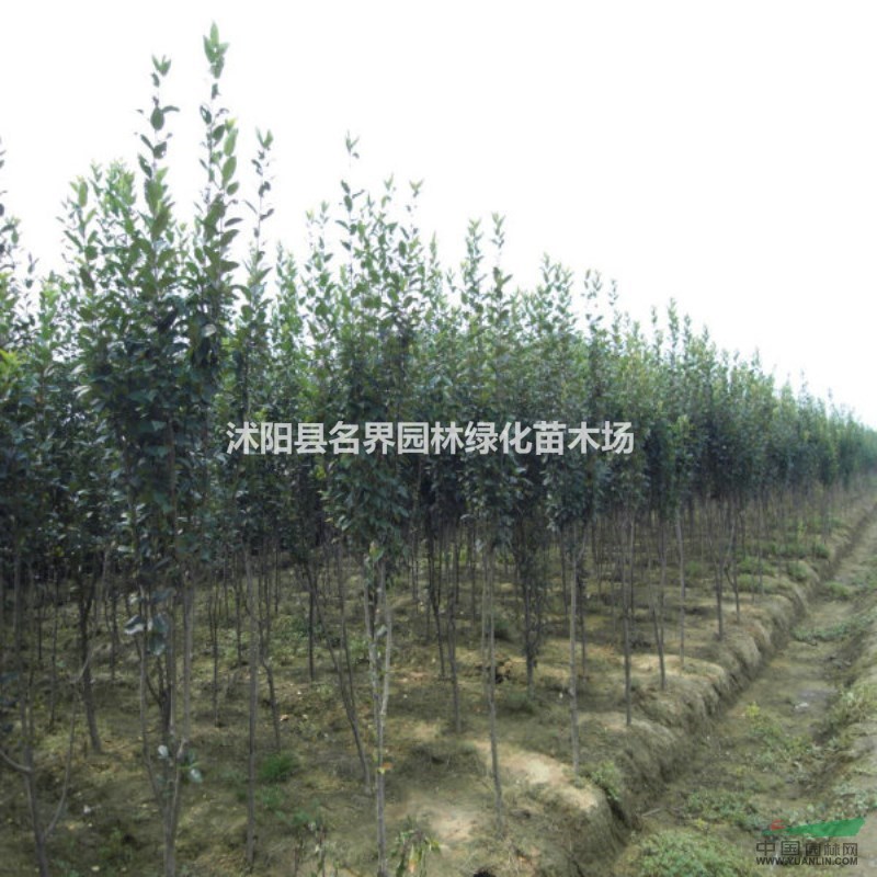 江蘇西府海棠新報價/西府海棠圖片