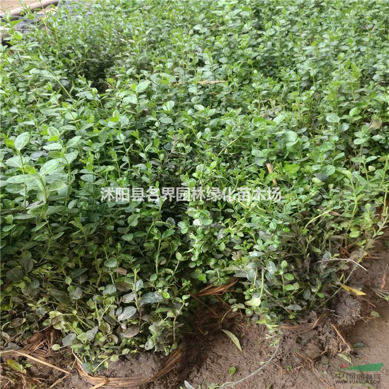 江蘇小葉扶芳藤介紹