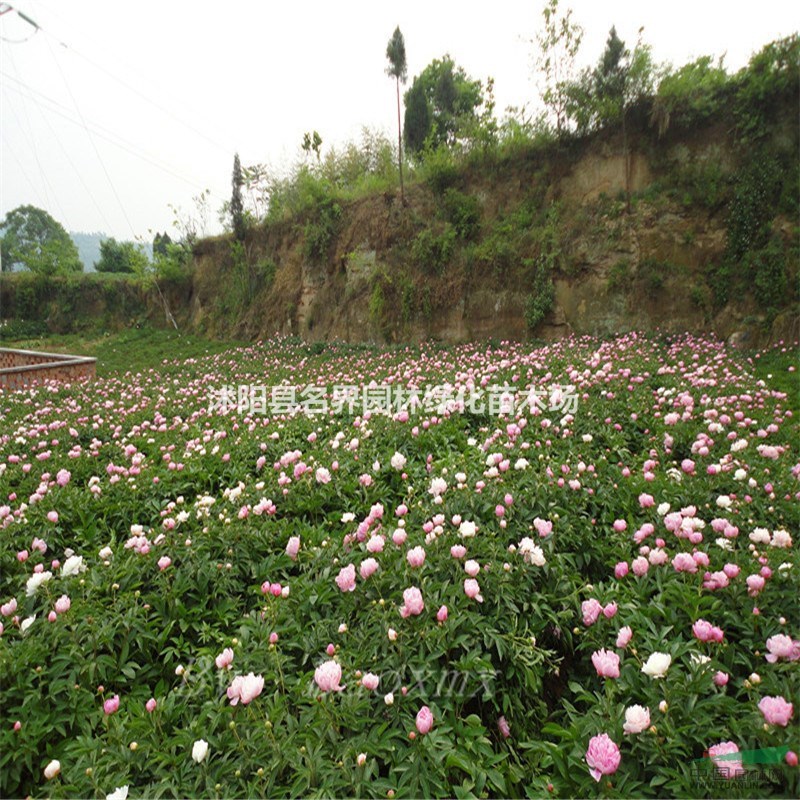 江蘇芍藥新報(bào)價(jià)/芍藥圖片