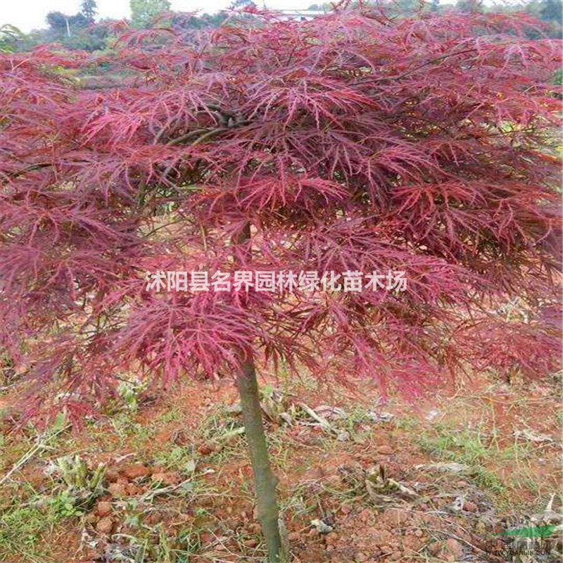 羽毛楓報價/江蘇羽毛楓報價