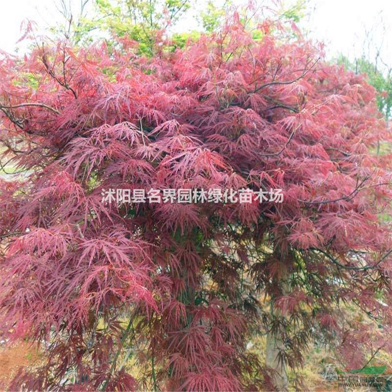 羽毛楓報價/江蘇羽毛楓報價
